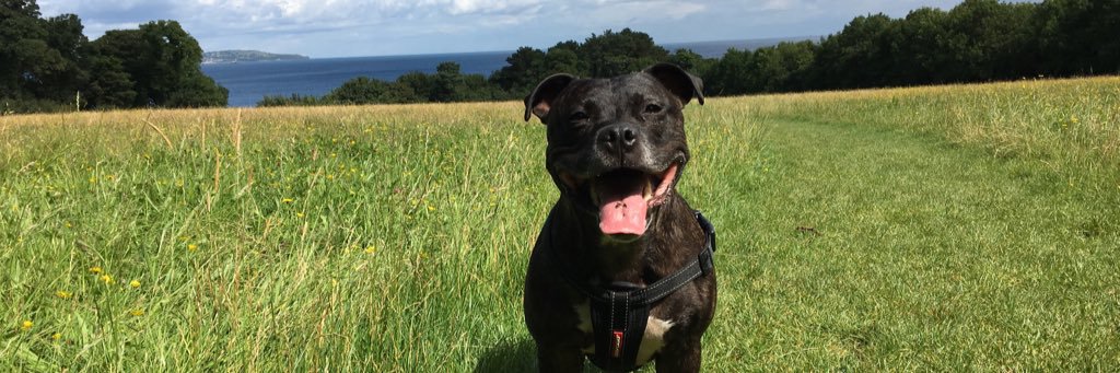 Emily G. Thompson banner