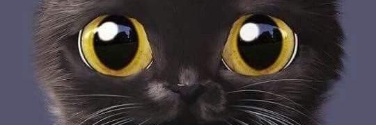 💛 🍀 ᴹᴬᴵᴺᴱᴿ banner