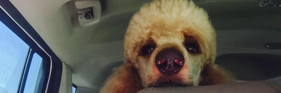 LundyOzzy's profile banner image