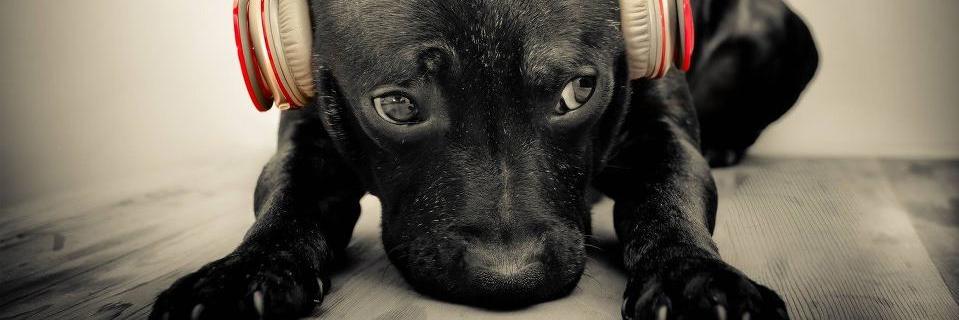 EyeNukoonMD's profile banner image
