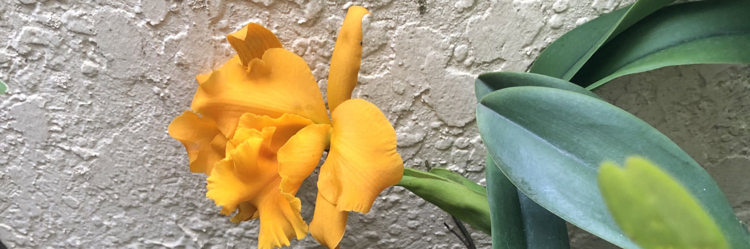 Alexandra Pou banner