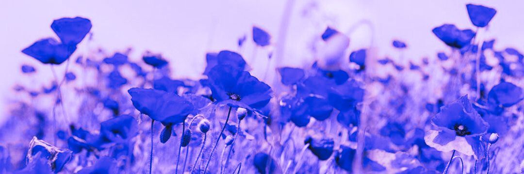 buhlem's profile banner image