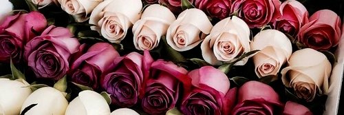 TierraO's profile banner image