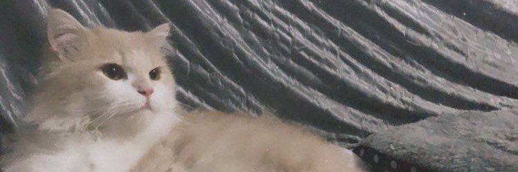ahadiho's profile banner image
