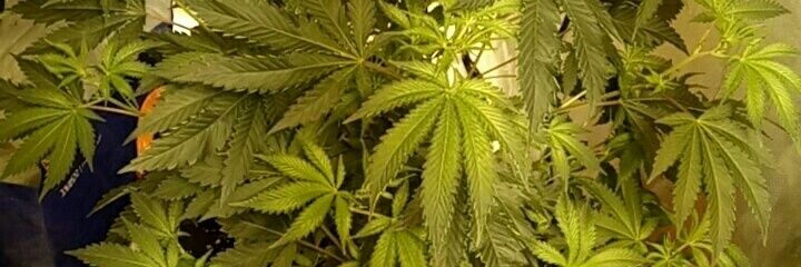 C.R.E.A.M 🐀 banner