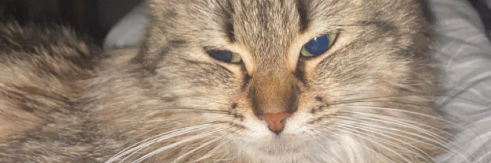 AVitelle's profile banner image