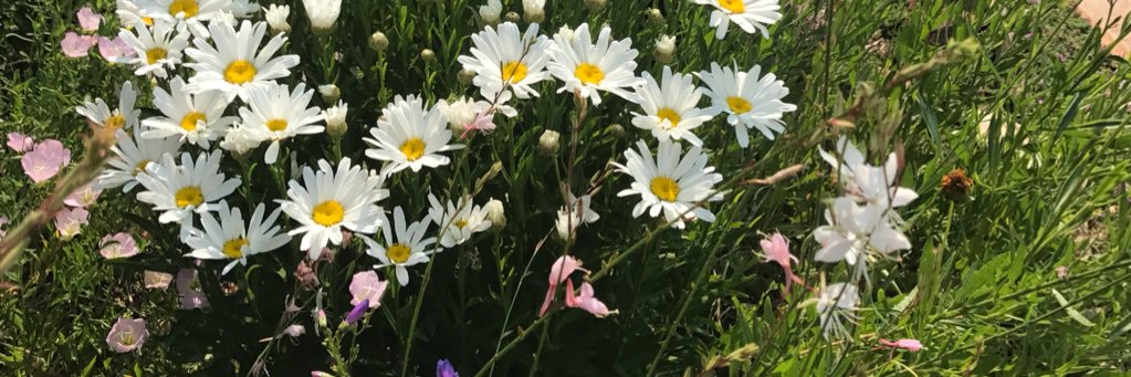 cecile lipworth banner