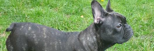 BentleyLeFrench's profile banner image