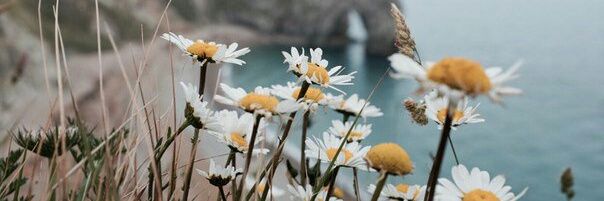 Aombell_Nrt's profile banner image