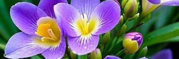 burcupirlant's profile banner image