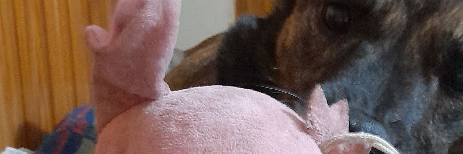 Cotiichu's profile banner image