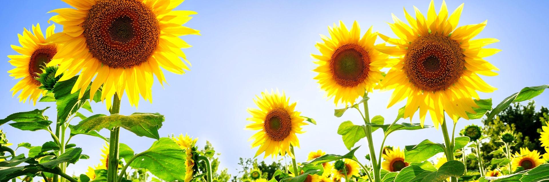 SolarenergySong's profile banner image