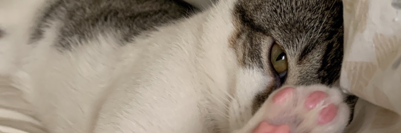 IsaMBellmonte's profile banner image