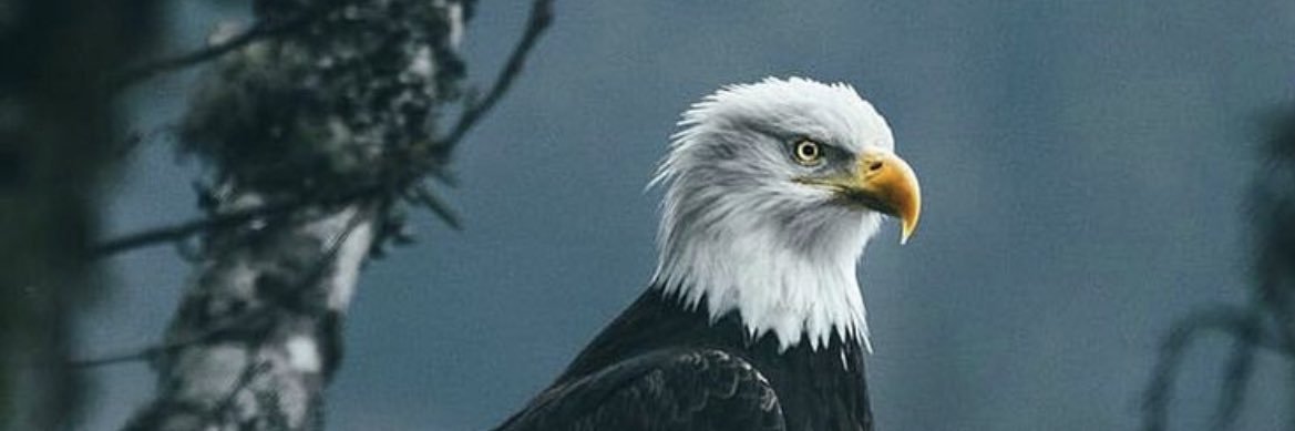 MrFa1sal's profile banner image