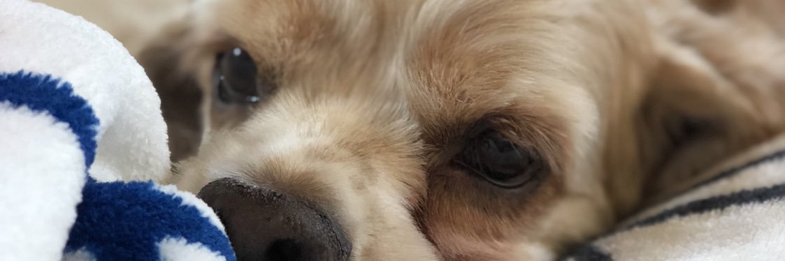 uniquelyspotted's profile banner image