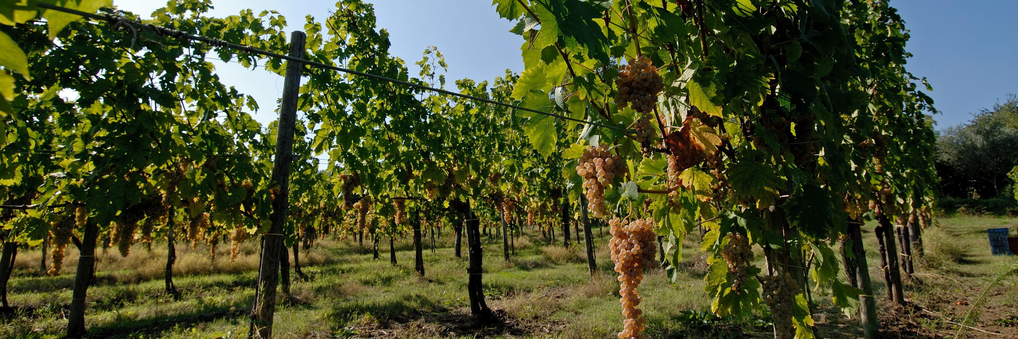 Tenuta CavalierePepe banner