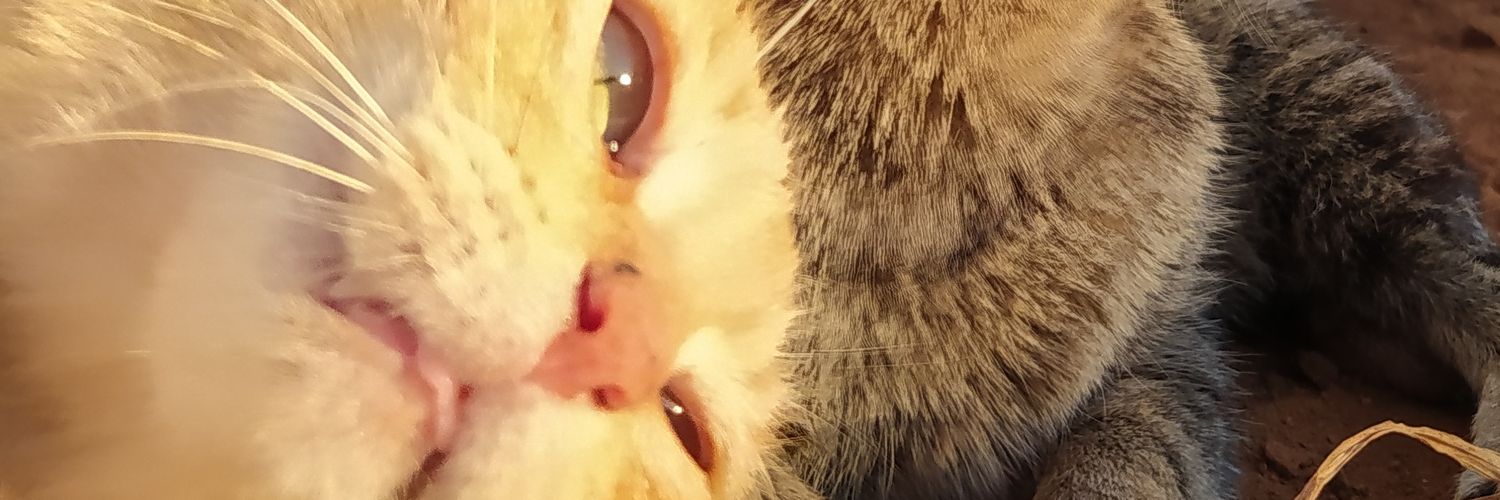 benvenule's profile banner image