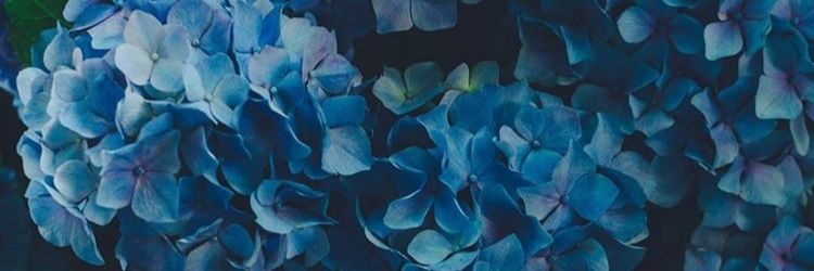 ivetloz1's profile banner image