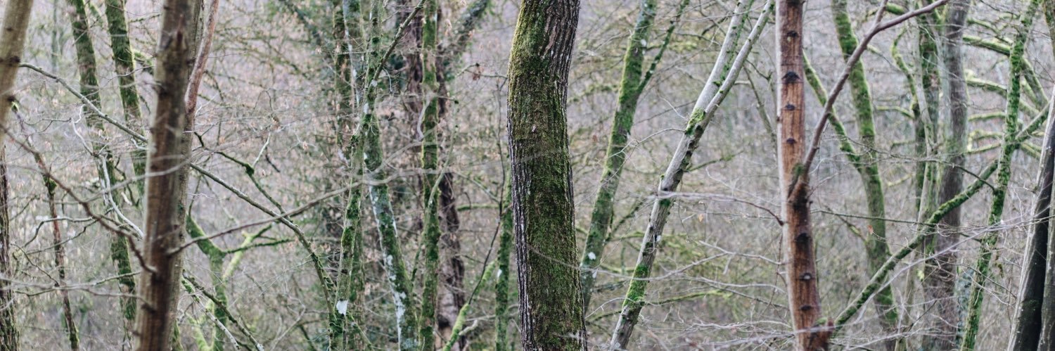 berteblijkbaar's profile banner image