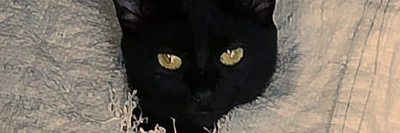montidoom_'s profile banner image