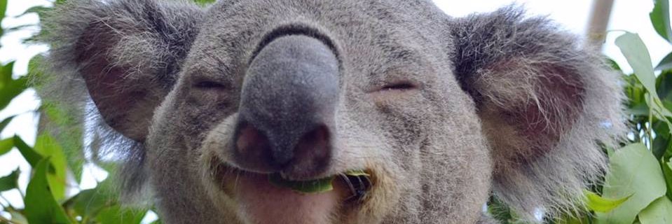 Waxtafarian's profile banner image