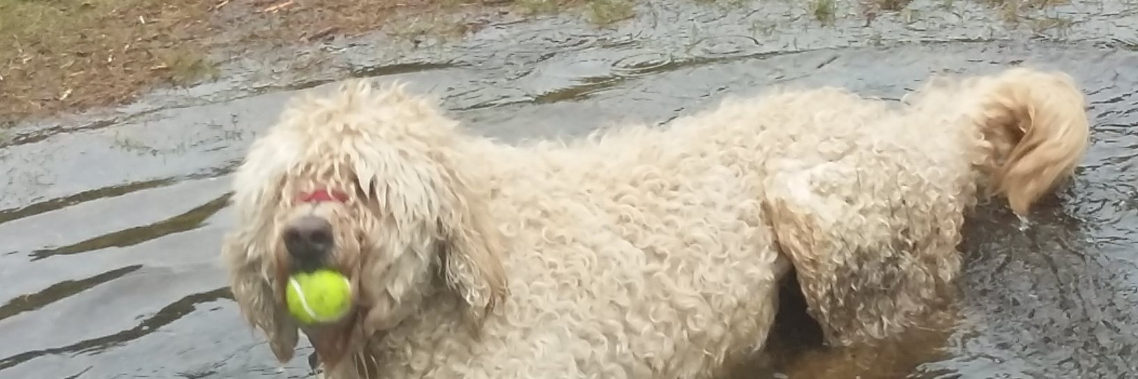 DougalDiary's profile banner image