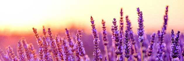 Pisces_MC's profile banner image