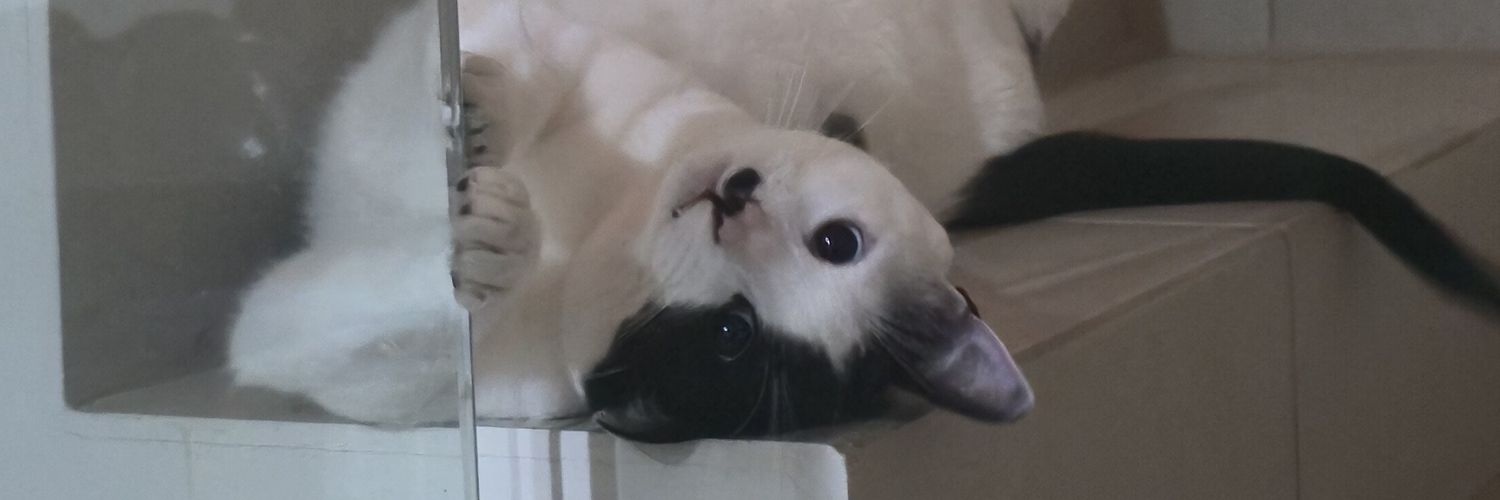 slytahi's profile banner image