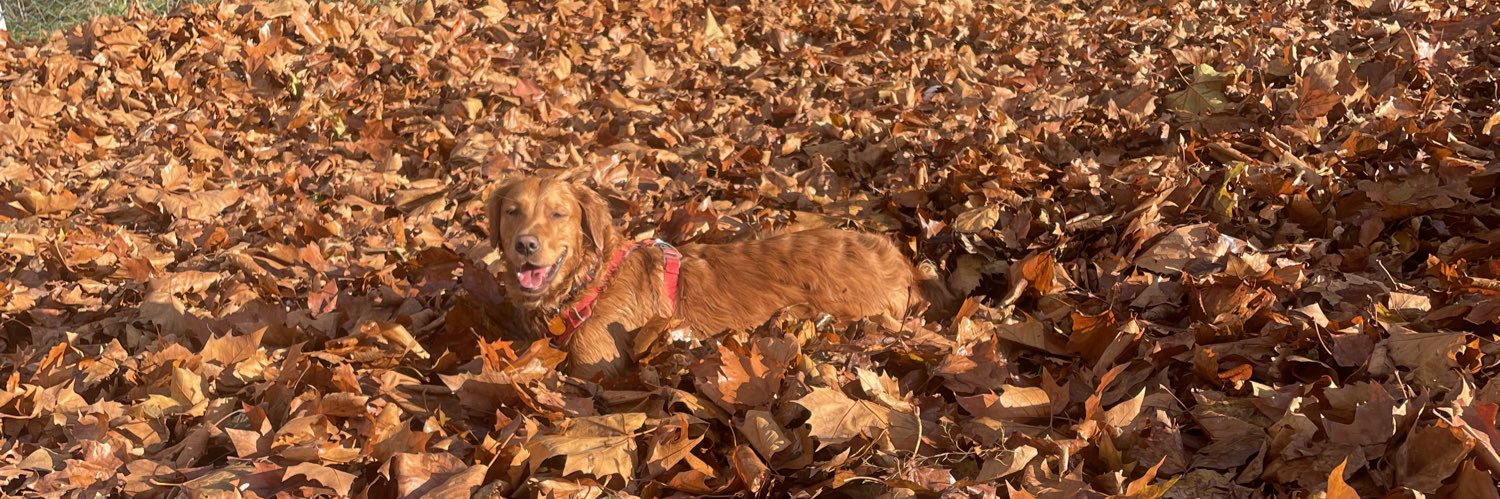 Caroline Barrett banner