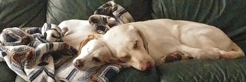 Patrick Reilly banner