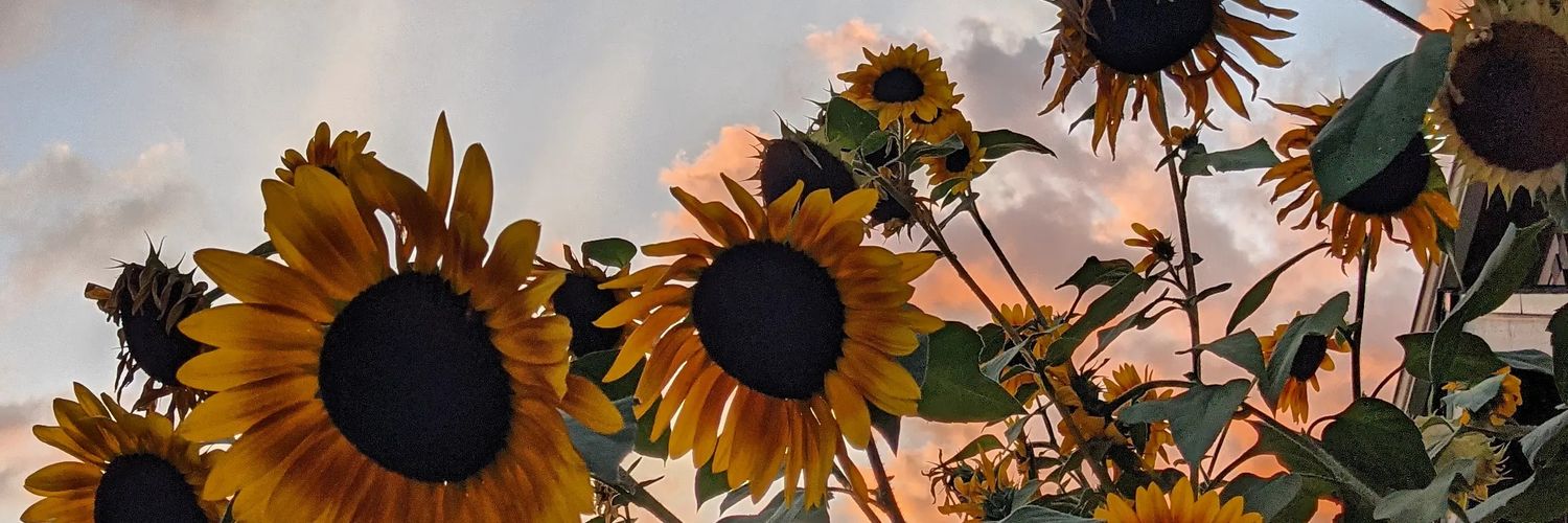 coriadell's profile banner image