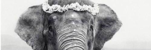 dee_beeler's profile banner image
