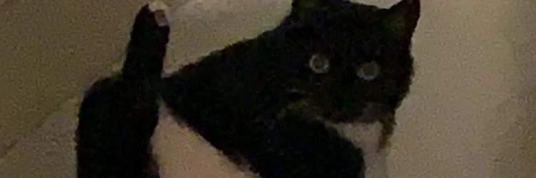1chibao's profile banner image