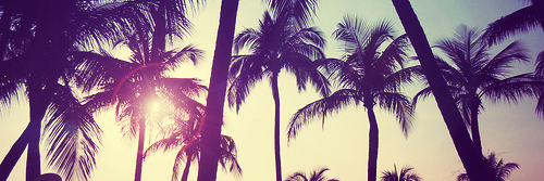 Psychotropical Soul banner