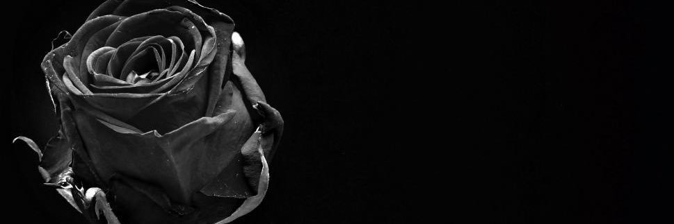 darkrose81's profile banner image