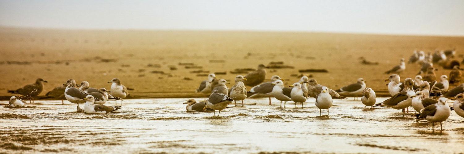 AngryySeagull's profile banner image