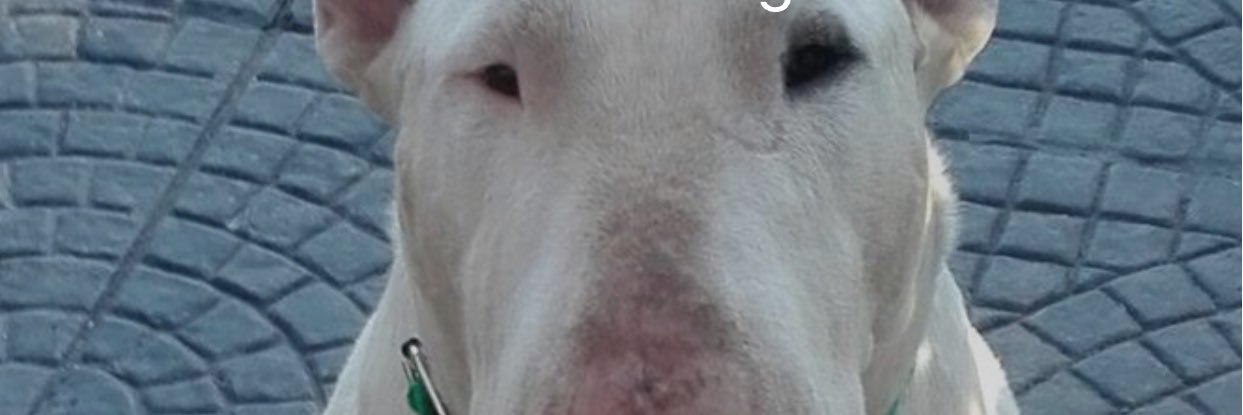 willy_banshee's profile banner image