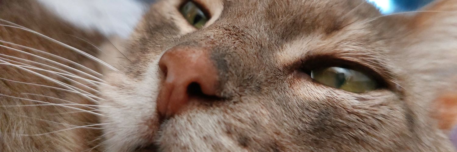 untalTon's profile banner image