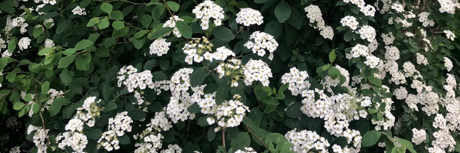 AllisonKelliher's profile banner image