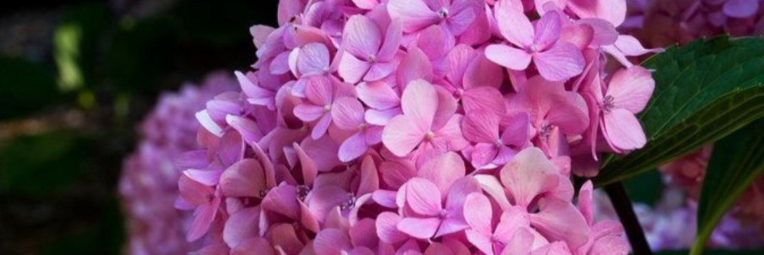 Jess_Urzua's profile banner image