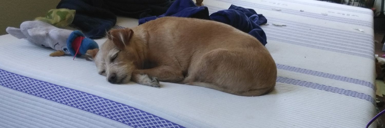 Madison Telfer banner