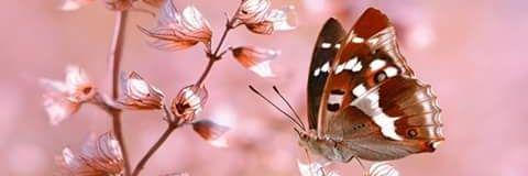 anna_cuanico's profile banner image