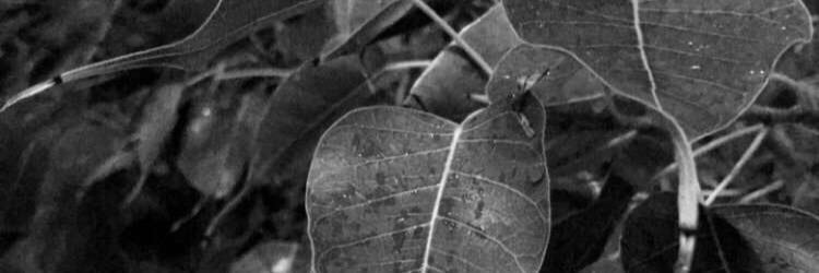 أُمنيـة banner