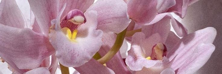 tsethteene's profile banner image