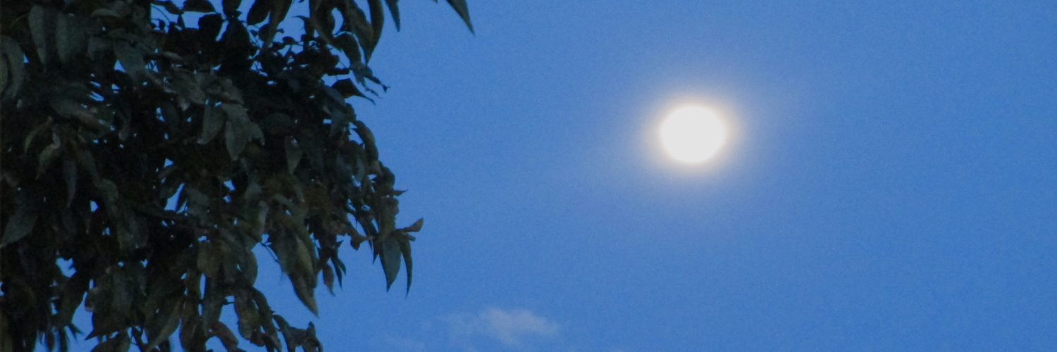 LeticiaCaval7's profile banner image
