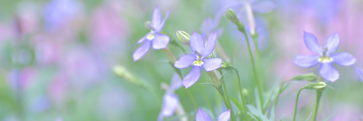 Flower415Snow's profile banner image