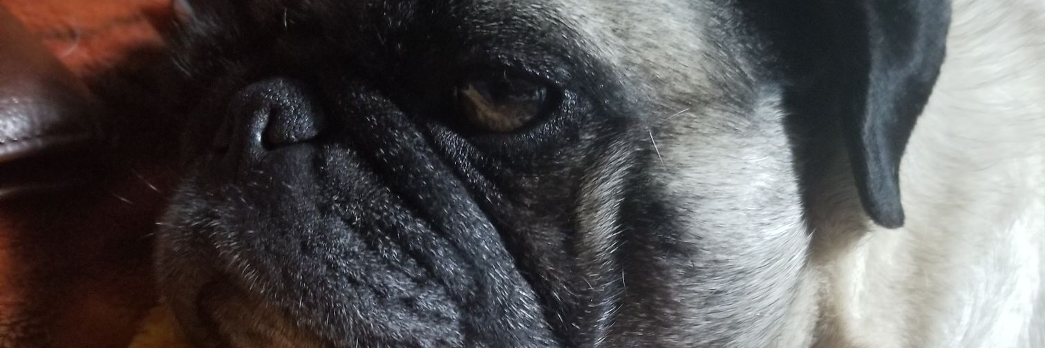 BlackMewtwo's profile banner image
