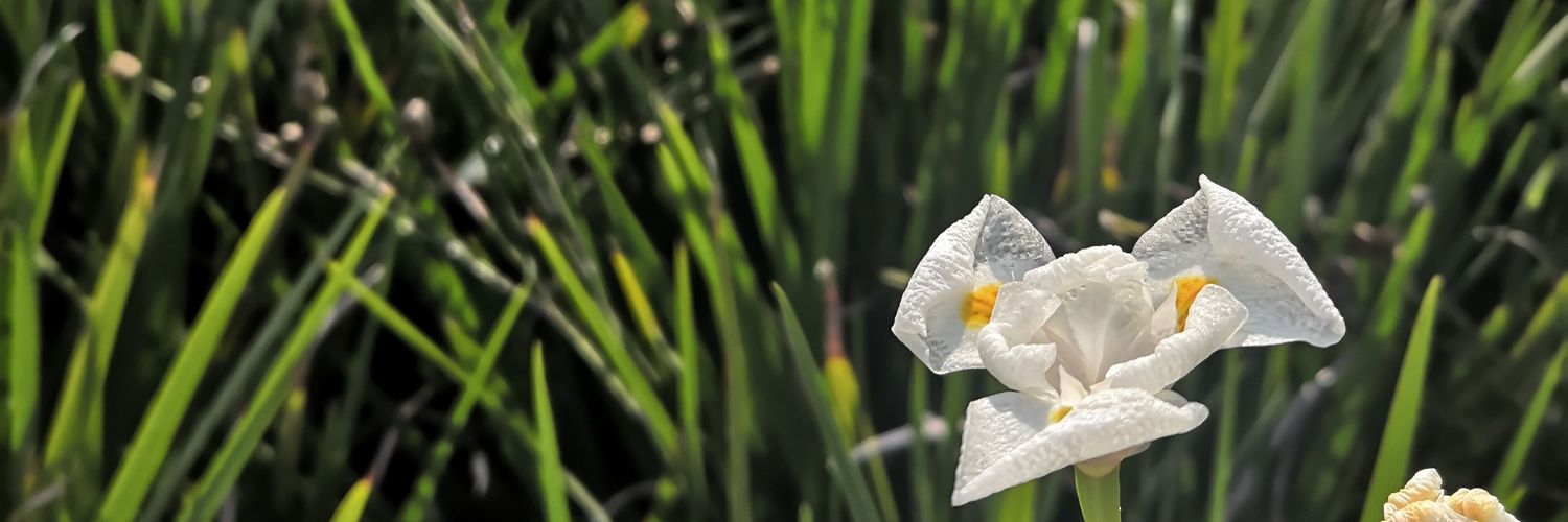 MarieeLiss's profile banner image