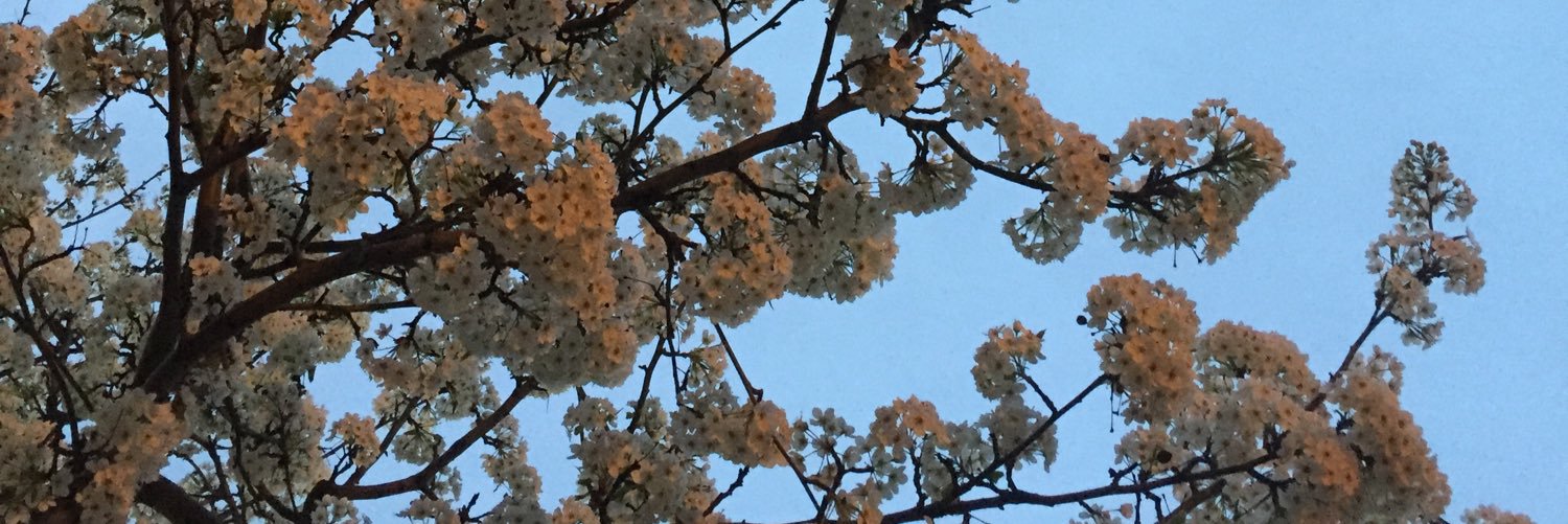 dimstwit's profile banner image