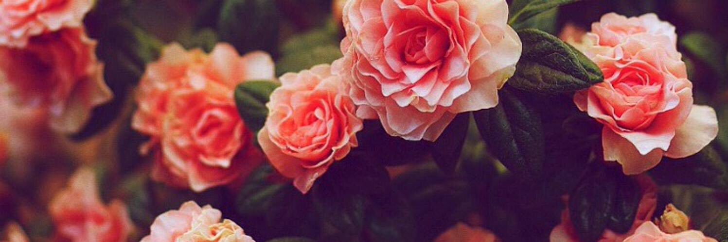 bfurlann_'s profile banner image
